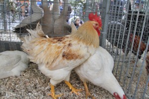 Un gallo e una gallina