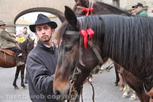 Viterbo - Sant'Antonio abate - Cavalli e butteri in piazza