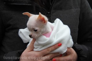 Un chihuahua