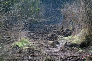 Tuscania - La boscaglia dove è precipitato l'elicottero 