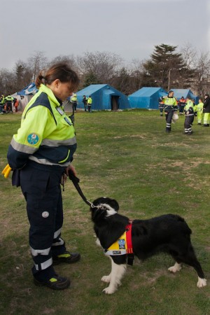 Le esercitazioni con i cani del soccorso cinofilo