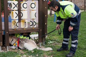Le esercitazioni con i cani del soccorso cinofilo