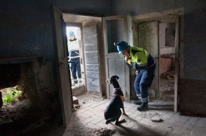 Le esercitazioni con i cani del soccorso cinofilo