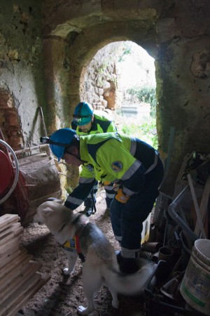 Le esercitazioni con i cani del soccorso cinofilo