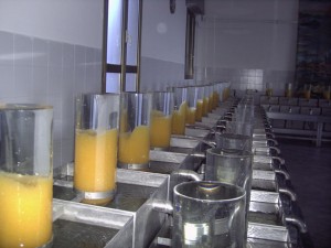 Le campane con  le uova di coregone