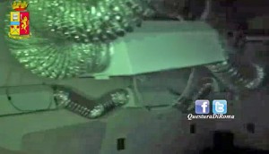Serra di marijuana dietro un pollaio - Squadra mobile