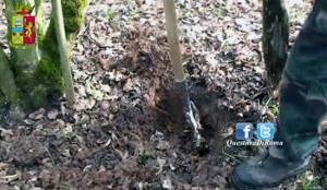 Serra di marijuana dietro un pollaio - Squadra mobile