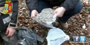 Serra di marijuana dietro un pollaio - Squadra mobile