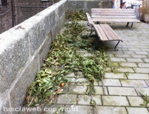 Le foglie in piazza XX Settembre