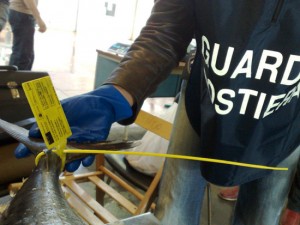 I controlli della capitaneria di porto di Civitavecchia sulla qualità del pesce