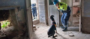 Le esercitazioni con i cani del soccorso cinofilo