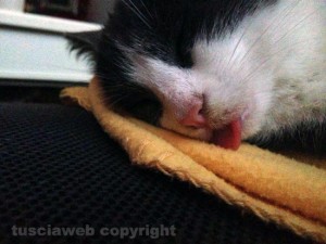 La gatta Giggia dorme con la lingua di fuori