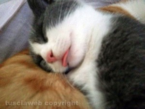 La gatta Giggia dorme con la lingua di fuori
