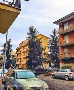 Viterbo - Via Monte Sacro -  Un albero sta per  crollare