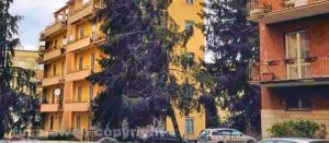 Viterbo - Via Monte Sacro - Un albero sta per crollare