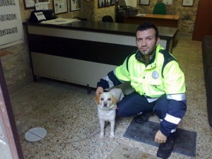 Un volontario con uno dei cani recuperati