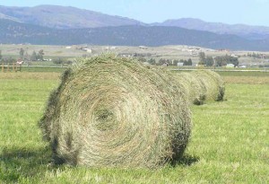 Balle di fieno