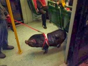 Il cinghiale sul tram