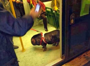 Il cinghiale sul tram