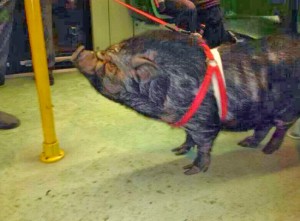 Il cinghiale sul tram