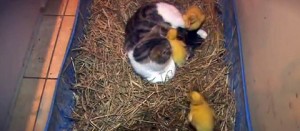 Una gatta adotta tre papere