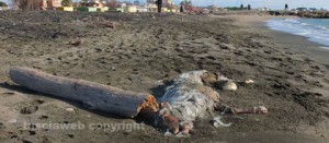 Pecora morta sulla spiaggia di Tarquinia