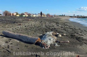 Pecora morta sulla spiaggia di Tarquinia 