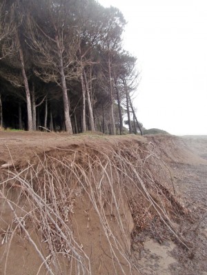 La pineta di San Giorgio