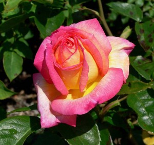 Una rosa 