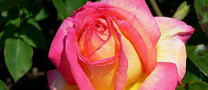 Una rosa