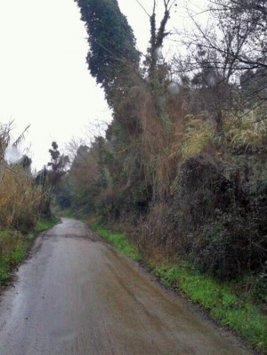 Alberi pericolanti 