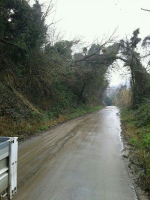 Alberi pericolanti 