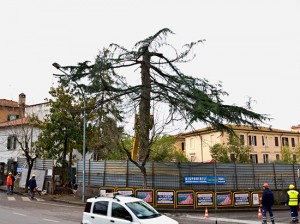 L'albero abbattuto a via Quattro Novembre