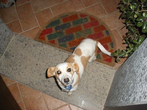 La cagnolina trovata a Caprarola