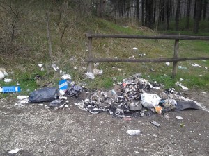 Ingresso pineta