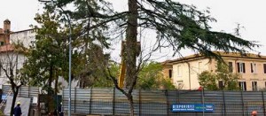Il cedro abbattuto a via Quattro Novembre
