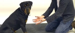 Il prestigiatore Jose Ahonen con un cane