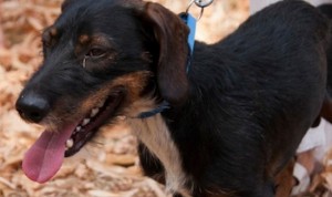 Uno dei cani protagonisti delle precedenti esposizioni