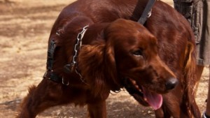 Uno dei cani protagonisti delle precedenti esposizioni