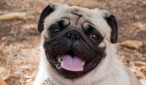 Uno dei cani protagonisti delle precedenti esposizioni