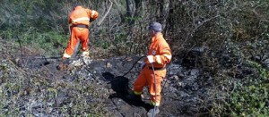 Volontari Aeopc nella bonfica dell'incendio a Tarquinia