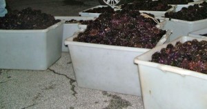 I ricci sequestrati