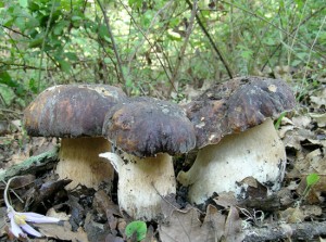 Funghi