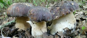 Funghi