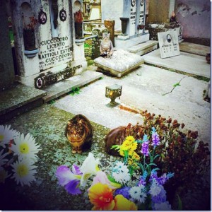 I gatti al cimitero 
