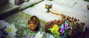 I gatti al cimitero