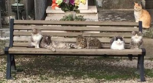 La colonia di gatti al cimitero
