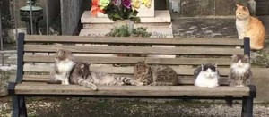 La colonia di gatti al cimitero