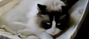 Timo