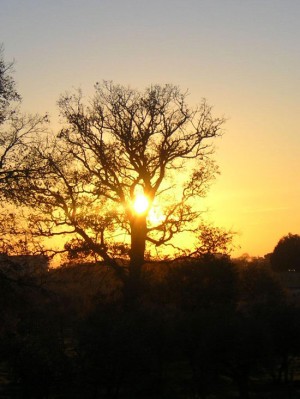 Alberi al tramonto